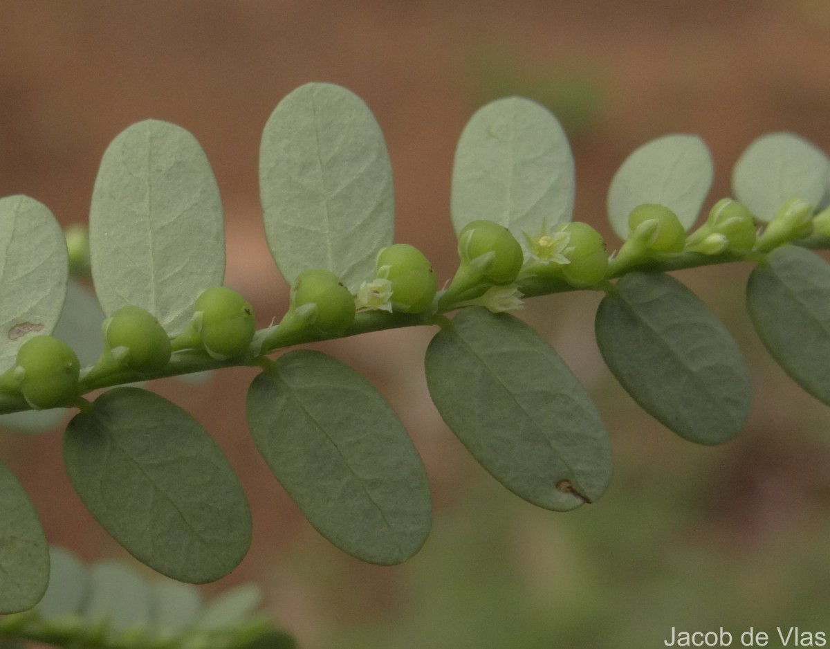 Phyllanthus amarus Schumach. & Thonn.
